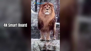 शिक्षण और व्यवसाय के लिए 4K स्मार्ट बोर्ड